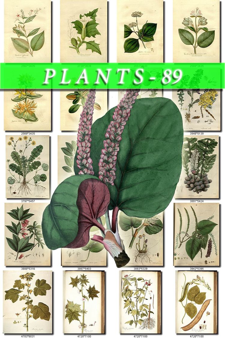 FLORA-11 Collection of 483 vintage illustrations botanical floral elements High resolution digital download printable pictures grass leaves