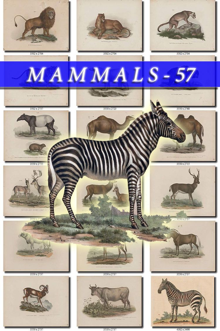 HORSES-2 Collection of 69 vintage images Poney Zebra Donkey Ass animals High resolution digital download printable mammalia mammals pictures