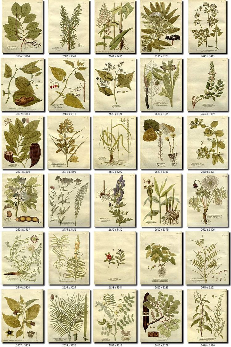 MEDICINAL HERBS-1 Collection of 1147 vintage images flowers useful ...