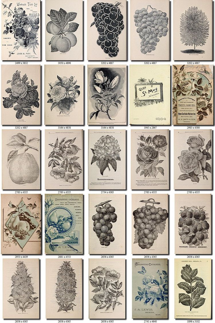 BOTANICAL-69-bw Collection of 221 black-and-white vintage images illustration High resolution digital download printable pictures herbarium
